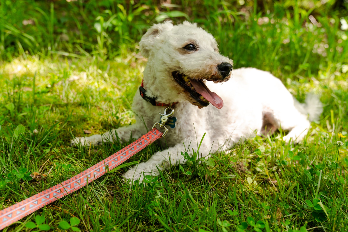 Natchez Pattern Flat Dog Leash