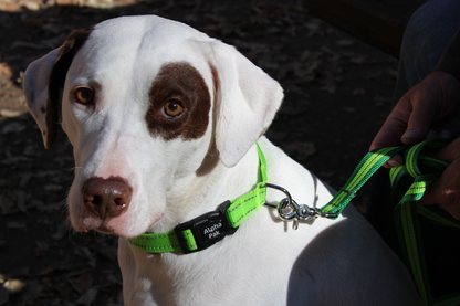 Appalachian Kiwi Green Flat Dog Leash