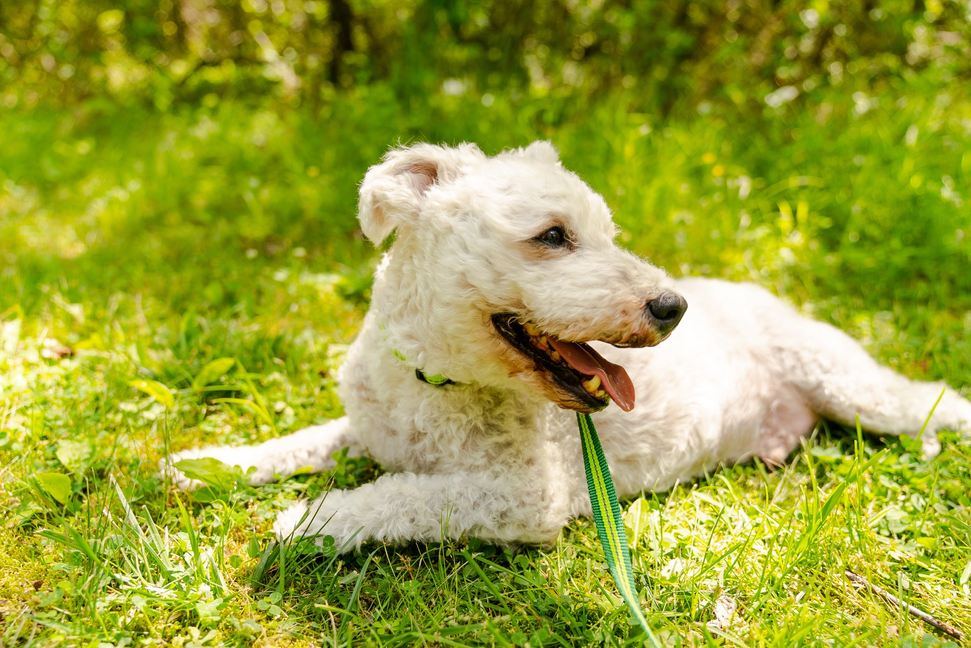 Appalachian Kiwi Green Flat Dog Leash